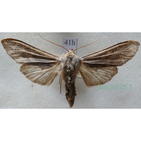 Cucullia lucifuga (Denis & Schiffermüller, 1775) Kapturnica mrocznica Slovakia41h